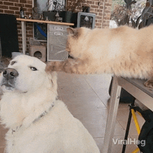 Hey Listen Dog GIF - Hey Listen Dog Cat GIFs