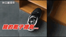 There Is A Snake In My Sneaker 球鞋裡有蛇 GIF
