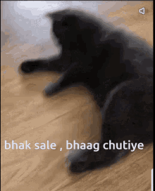 Bhaag Chutiye Angry Cat GIF - Bhaag Chutiye Angry Cat Bhaag GIFs