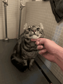 Cat Multidimensional GIF - Cat Multidimensional GIFs
