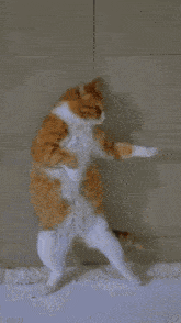 Cat Standing GIF - Cat Standing Looking At You GIFs