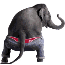 Anoop Elephant GIF - Anoop Elephant GIFs