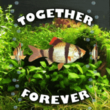 Together Forever Never Part GIF - Together Forever Never Part Friends Forever GIFs