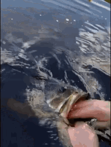 Fish Mouth GIF - Fish Mouth Open GIFs