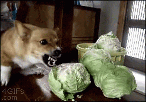 dog-lettuce.gif