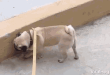 Pug Handstand GIF - Pug Handstand Animal Trick GIFs