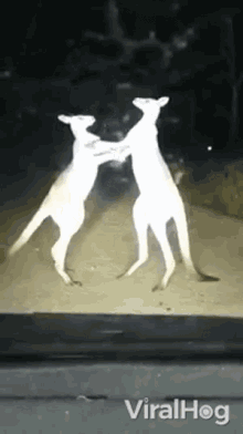 Punching Fighting GIF - Punching Fighting Kangaroos GIFs