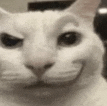 a close up of a white cat making a funny face with its mouth open .