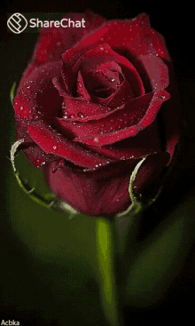 Red Rose Rose GIF - Red Rose Rose Dew Drops GIFs