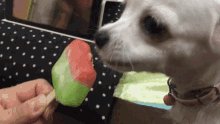 Chihuahua Dog GIF - Chihuahua Dog Dog Eat GIFs