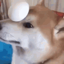 Dog Shiba Inu GIF - Dog Shiba Inu Egg GIFs