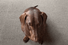Dachshund Dog GIF - Dachshund Dog Stare GIFs