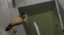 a seal is swimming in a tank with the letter d visible
