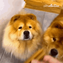 Feeding The Pet Collective GIF - Feeding The Pet Collective Catch It GIFs