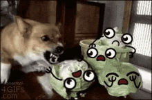 corgi attack cabbages dog doge