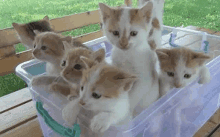 Kittens Cute GIF - Kittens Cute Cute Kittens GIFs