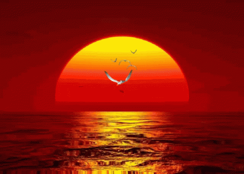 Sunset Ocean Gif Sunset Ocean Birds Flying Discover Share Gifs