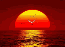 Sunset Ocean GIF - Sunset Ocean Birds Flying GIFs