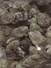 Frog Frogs GIF - Frog Frogs Kermit GIFs