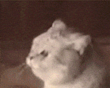 a close up of a white cat 's face with a blurred background