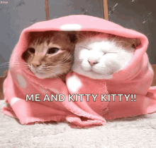 Cat Kitty GIF - Cat Kitty Kitten GIFs