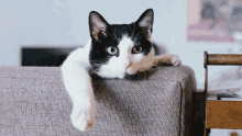 Create Your Own Paws-itively Meownificent GIFs