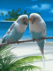 Thanks Birds GIF - Thanks Birds Kiss GIFs