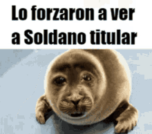 Soldano Foca GIF - Soldano Foca Seal GIFs