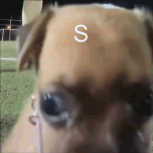 Dog Staring GIF - Dog Staring GIFs
