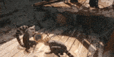 two lemurs are looking through a magnifying glass on a wooden floor