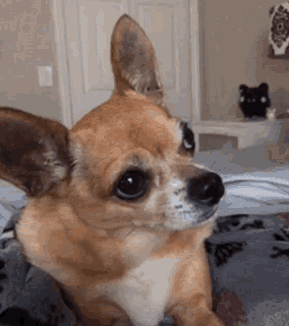 Cute Dog GIF - Cute Dog Chihuahua - Discover & Share GIFs
