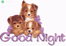 Good Night Gifkaro GIF - Good Night Gifkaro Dogs GIFs