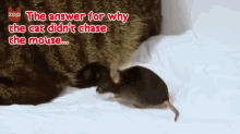 Mouse And Cat F GIF - Cat Mouse Friends GIFs