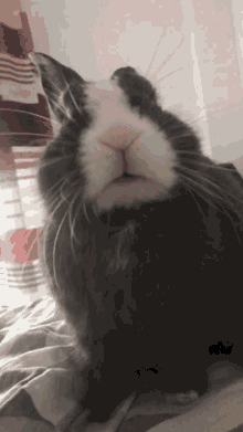 Oreo Theb Bunny Cute GIF