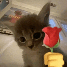 a kitten is holding a red rose in its paws and looking at the camera .