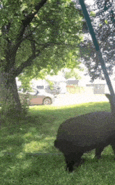a black bear is standing in the grass near a tree