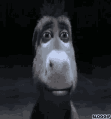 Donkey Stare GIF - Donkey Stare GIFs