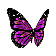 butterfly freedom wings purple free