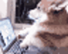 Typing Computer GIF - Typing Computer Dog GIFs