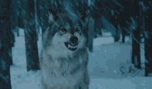 a wolf with its mouth open standing in the snow