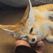 a close up of a fox laying on a couch with its eyes closed
