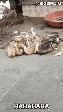 Laughing Duck Funny As Hell GIF - Laughing Duck Funny As Hell Lolol GIFs