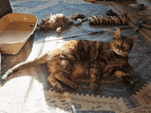 a cat is laying on a rug next to a cardboard box that says ' orange ' on it