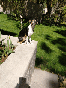 a black and white dog is sitting on a concrete ledge