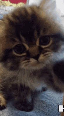 Cute Kittens GIFs | Tenor