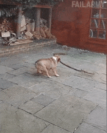 a dog playing with a stick on a tiled floor with failarmy written in the corner