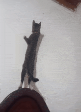 a cat standing on its hind legs in front of a wall