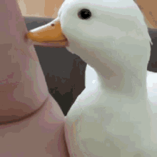 Goose Baby Goose GIF