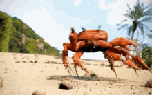 Crab Rave GIF - Crab Rave Happy Dance GIFs