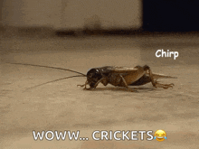 Crickets Crickets Chirping GIF